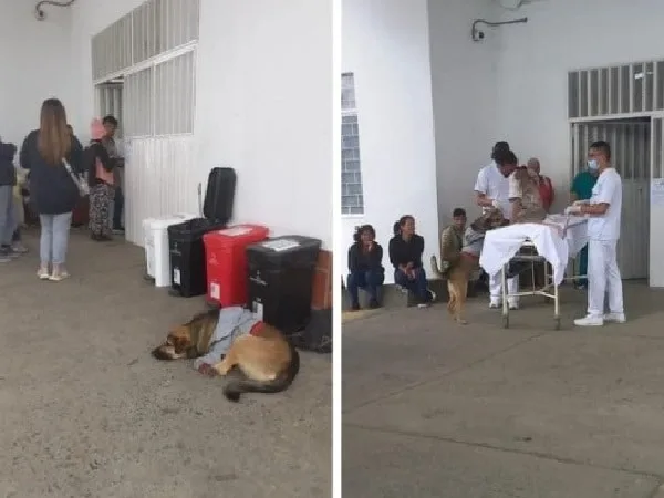 Perro habitante de calle en Popayán.