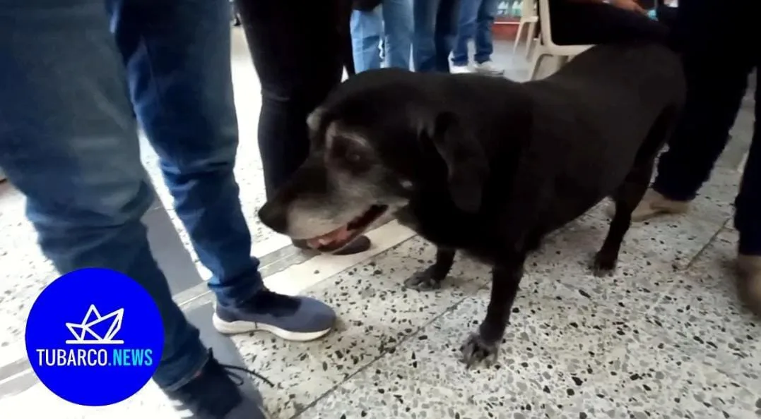 Planean frenar traumatismos con el transporte de mascotas en la Terminal de Cali