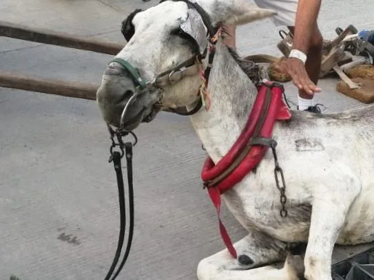 carromuleros Barranquila Burro