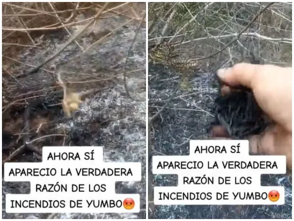 «Hacen el daño y salen riéndose, cómo es posible»: Situación en las montañas de Finlandia, Yumbo