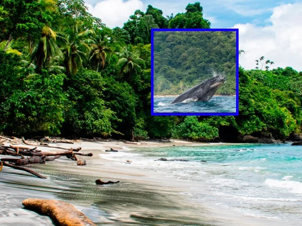 Parque Nacional de Utría, el parque natural que funciona de "sala de parto de las Ballenas", está ubicado en el Chocó