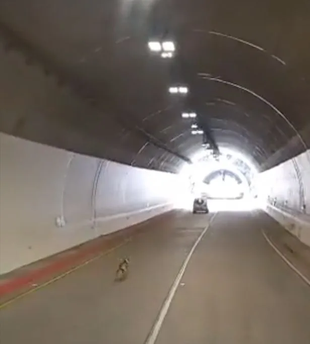perro abandonado túnel de la línea
