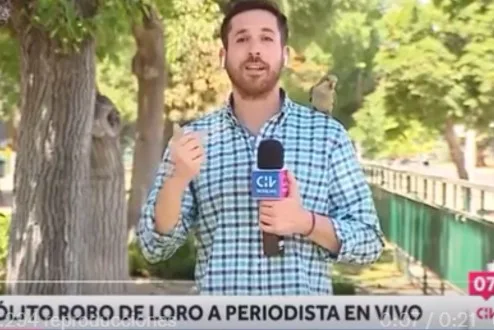 cotorra