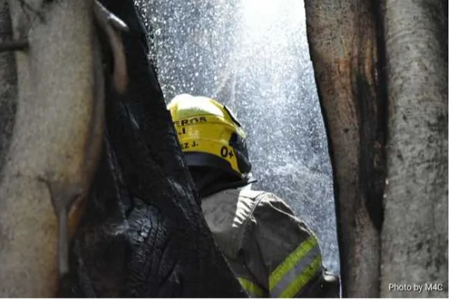 gigante árbol incendiado en Cali
