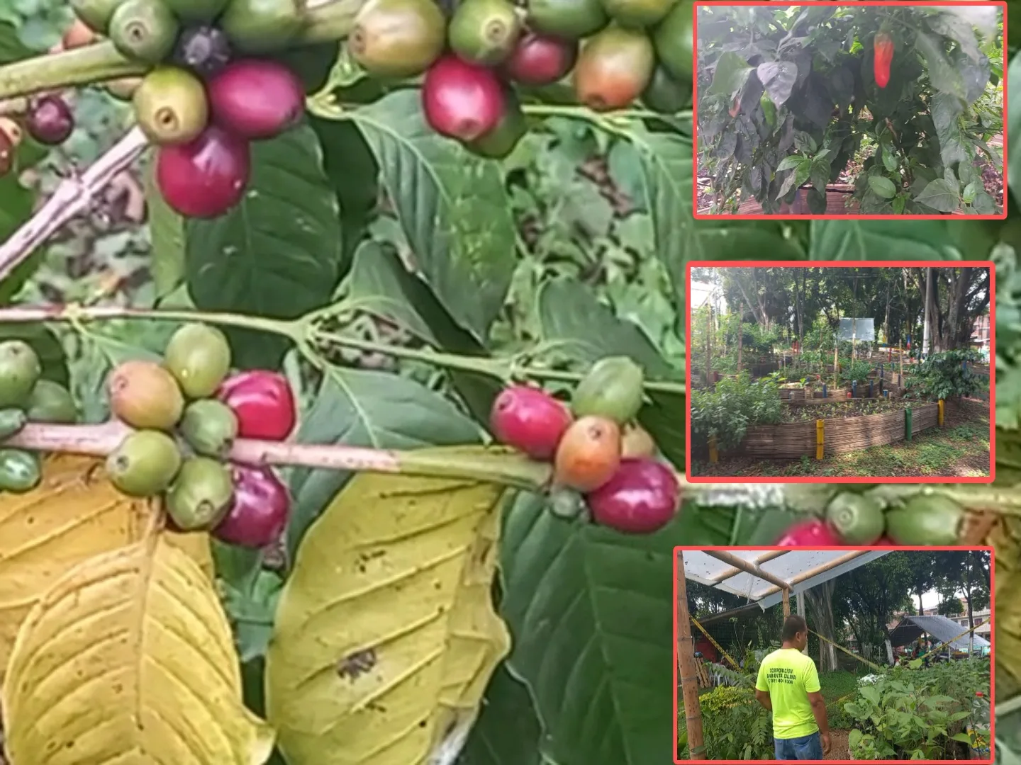 Huerta Madre