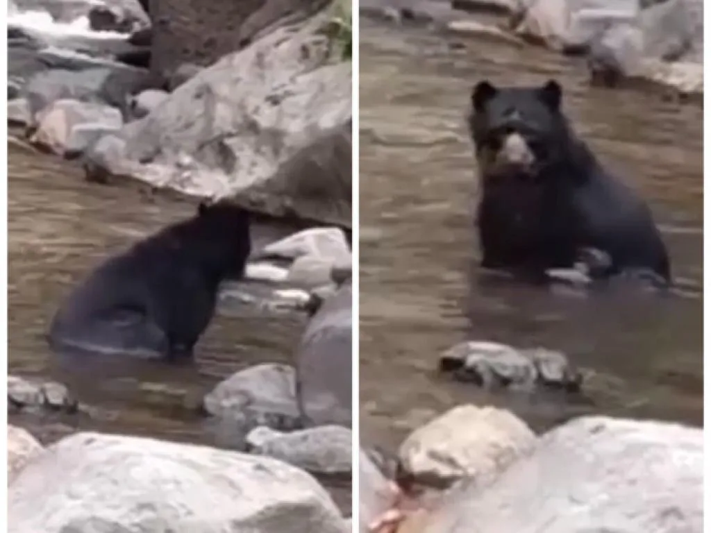 oso de anteojos en Ecuador.