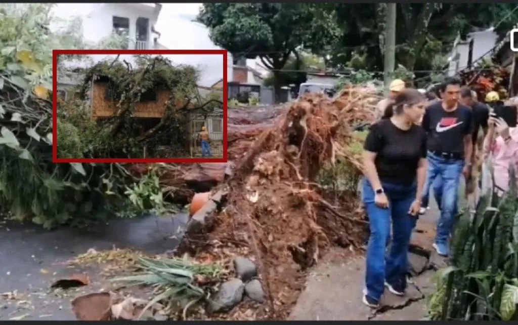 Desde la raíz: el árbol le cayó a tres casas, en Cali