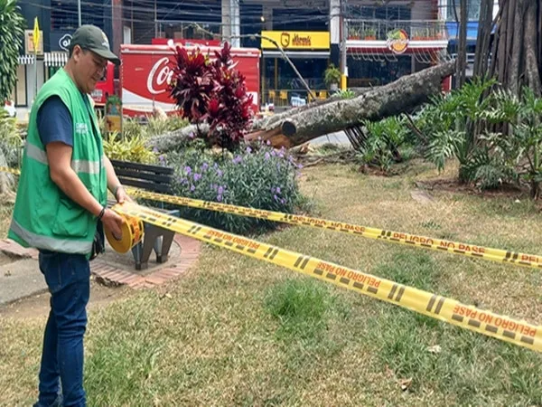 Las prácticas ambientales sin regulación afectaron la salud de árbol de caucho en el Parque del Perro.