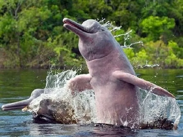 Delfín rosado, especie en peligro de extinción en el Amazonas.