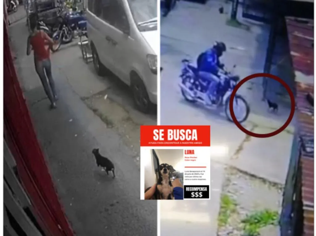 En Cali piden a motorizado que encontró a la perra Luna, "que la devuelva hay recompensa"