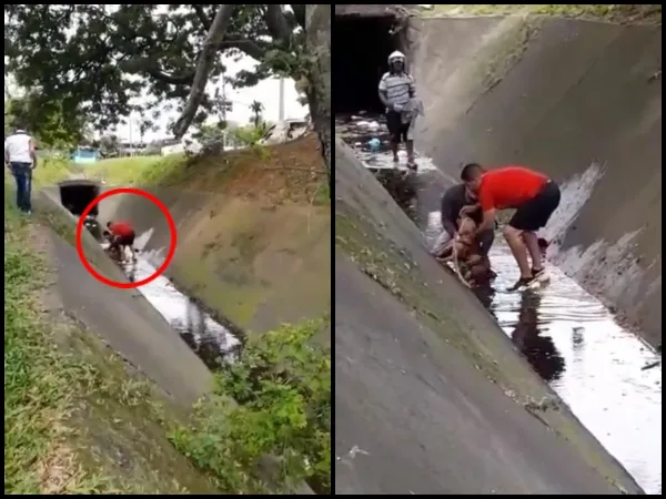 "Despacito que no los muerda": se metieron a un caño para rescatar a un perro, "llevaba tres horas sin poder salir"