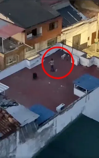 perro en