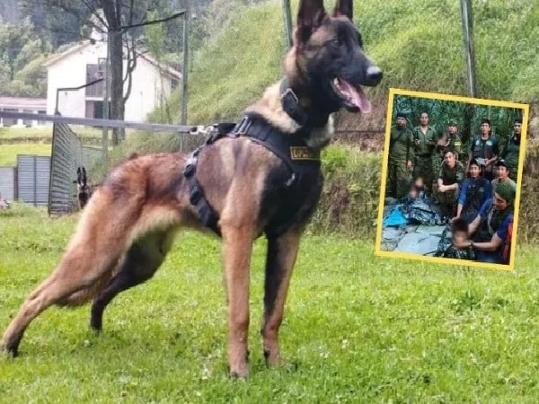 Wilson, perro que se perdió en operativos de rescate de cuatro niños perdidos en selva de Guaviare.