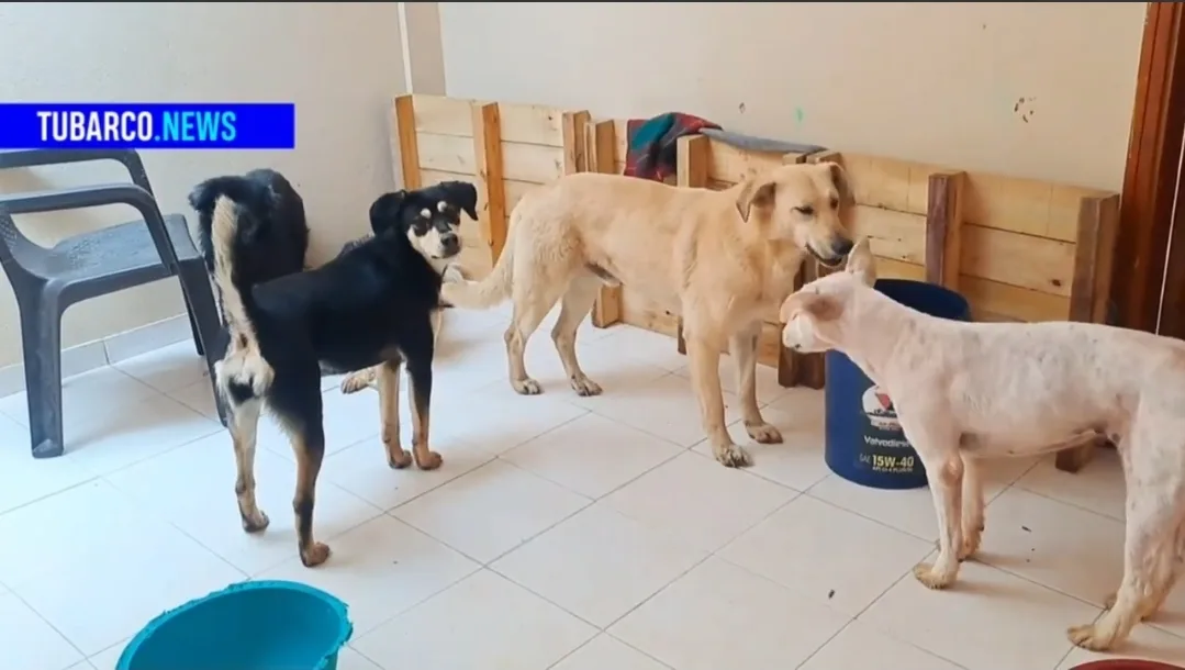 'Rock al perro', un evento para recolectar fondos para la fundación Ángeles de Cuatro Patas en Pasto