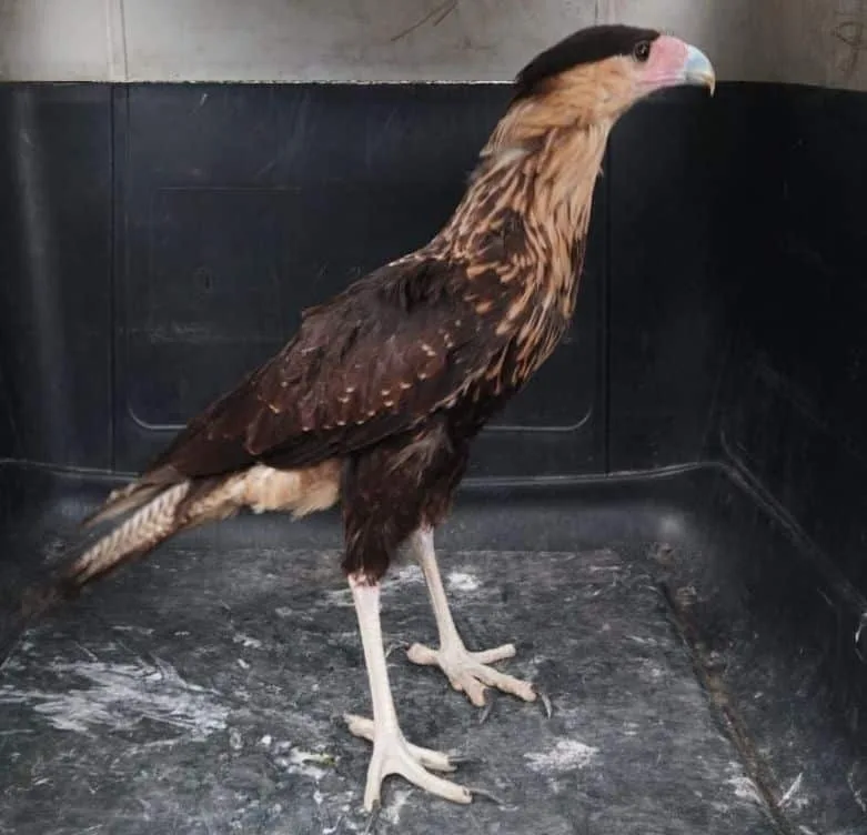Ave Caracara plancus. Foto: Policía Pasto.