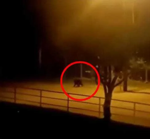 "Yo se lo doné al parque zoológico y no a Ukumarí", dijo Raúl Gasca, dueño de 'Pancho' el chimpancé asesinado en Pereira