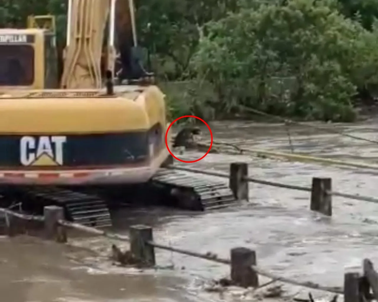 “Toda vida vale”: así fue el heroico rescate de un canino atrapado en medio de la creciente del río Putumayo