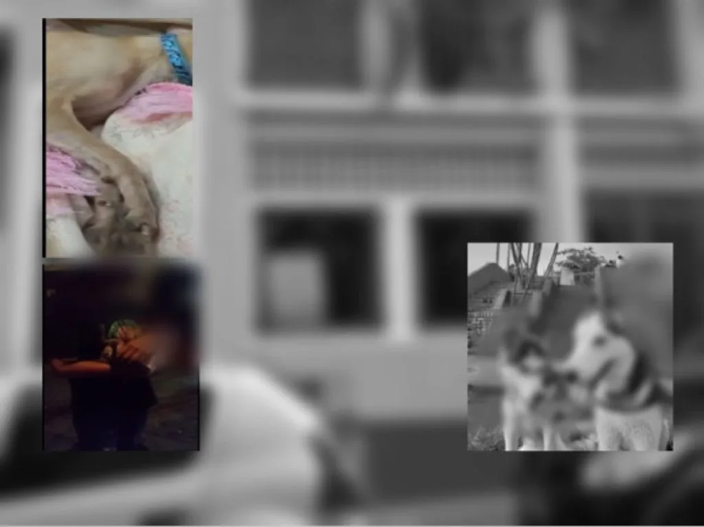 San Antonio caso de vecino perros