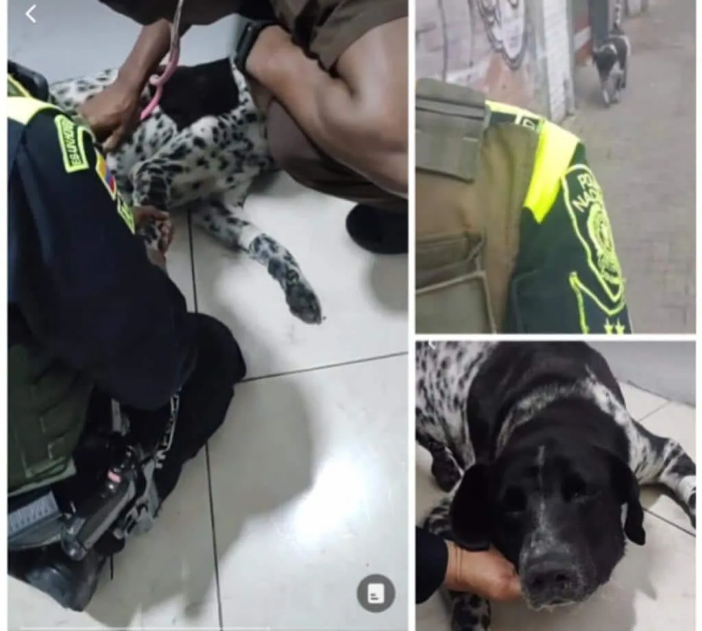 Murió Manchas, el perrito que "patrullaba" con los policías