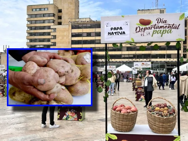 Boyacá celebró el Día Departamental de la Papa, buscando impulsar este producto producido en la región
