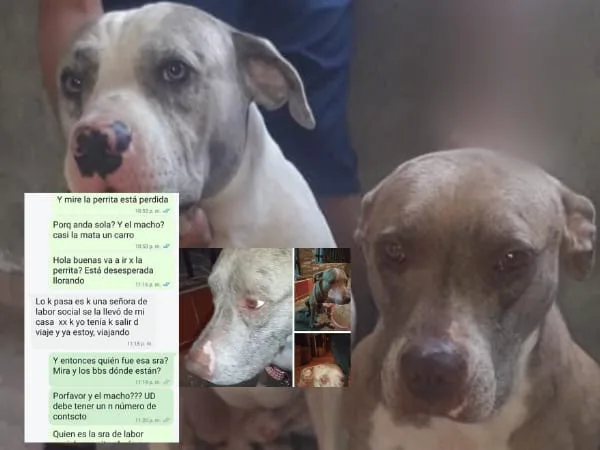 perros pitbull Cali