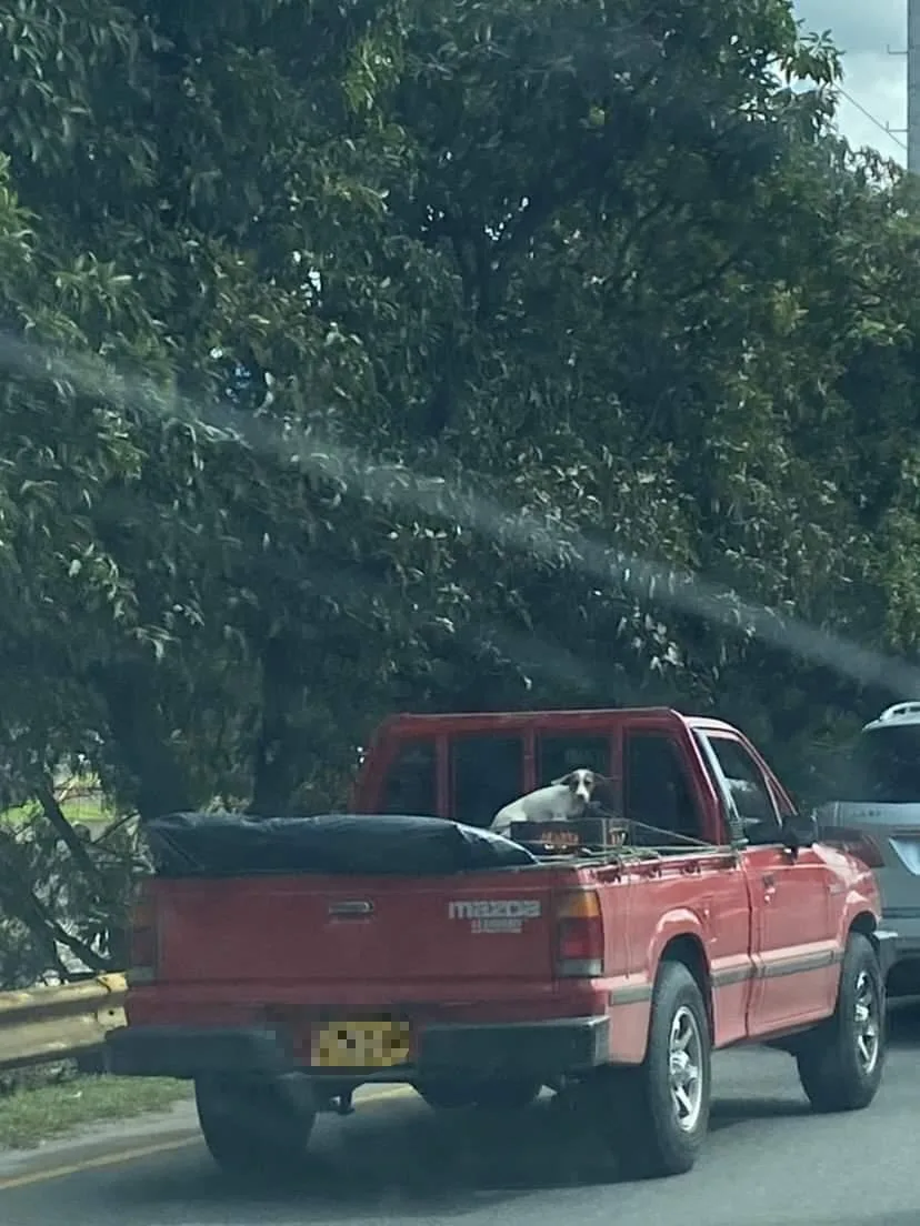 en Cali y Medellín