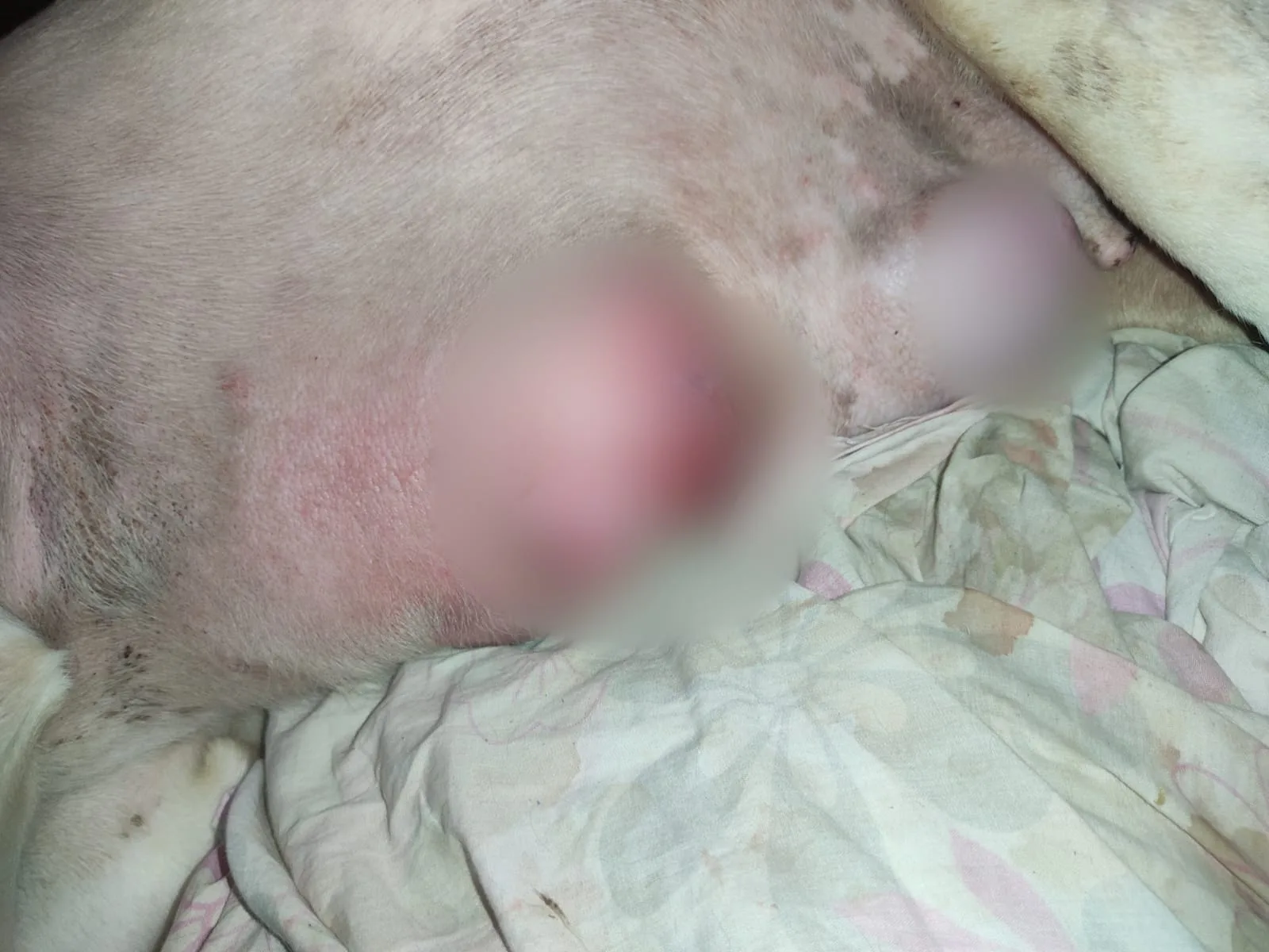 Debido a un "mal procedimiento de OVH", a Princesa le causo mastitis, ahora tiene tumores que crecen cada día