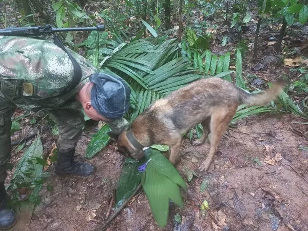 Se extravió Wilson, unos de los caninos que apoya en la búsqueda de los niños del Guaviare