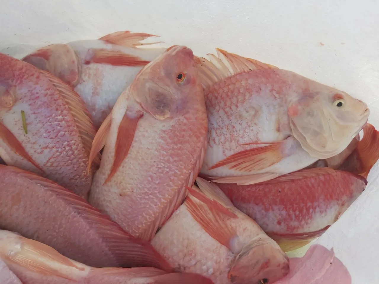 tilapia