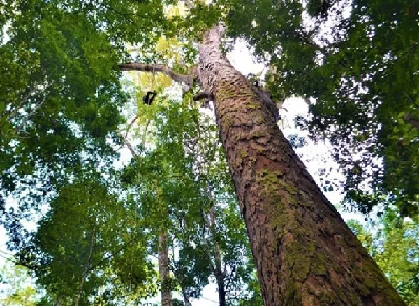 Árbol más grande de la Amazonía.