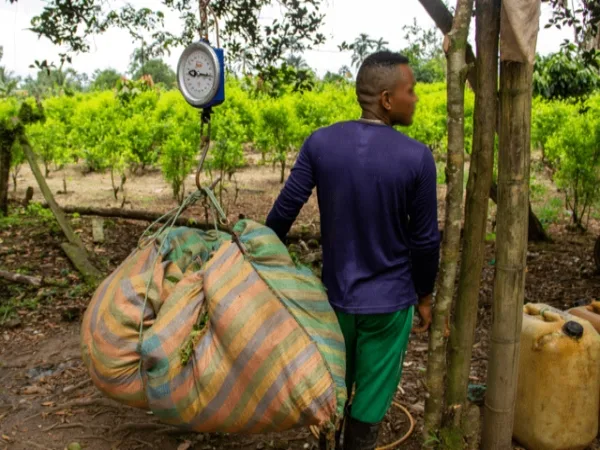 «No está claro»: La financiación de los subsidios para campesinos cocaleros