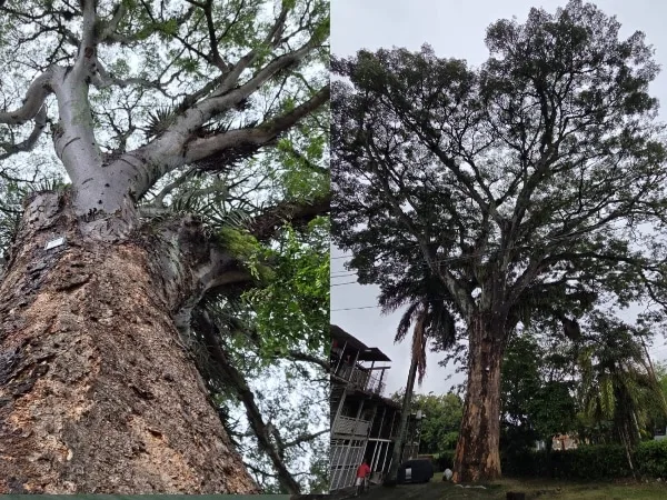 Un gigante verde en el oriente de la ciudad: conoce al árbol más grande de que tiene Cali