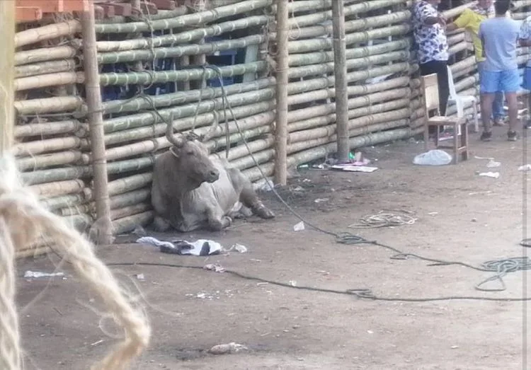 el toro de El Espinal Tolima