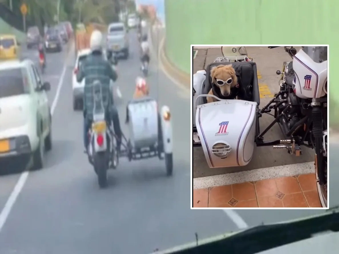 'Dogsidecar', el perro motorizado que es furor en Cali