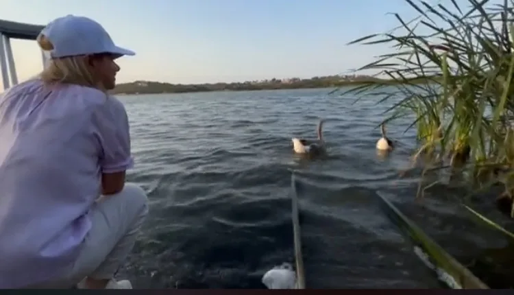 ¿Cisnes en un lago con babillas?, a gobernadora del Atlántico le reclaman: "Nos va a pasar facturas ecológicas altísimas"