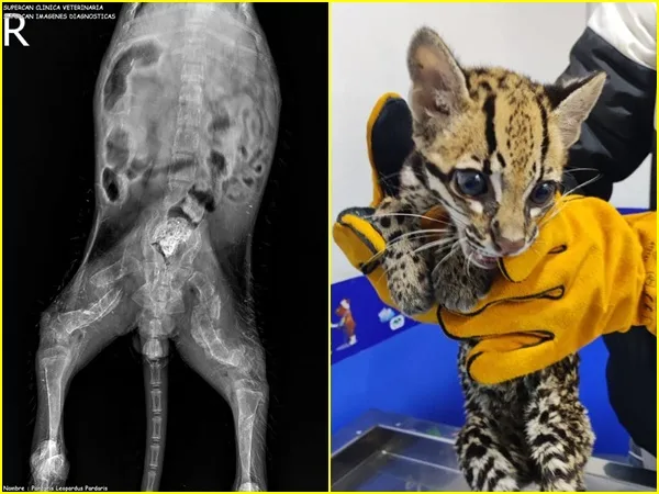 En Nariño rescataron leopardo con tiene múltiples fracturas y malformaciones por maltrato animal