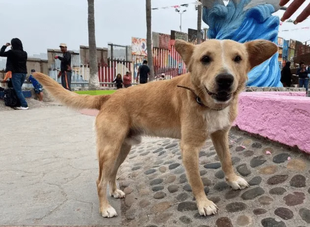 La influencia positiva de tener perros.