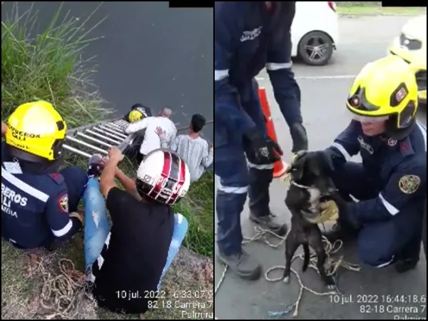 Entre la comunidad y bomberos rescataron al perrito callejero que cayó al canal de aguas residuales de la Ptar en San Luis