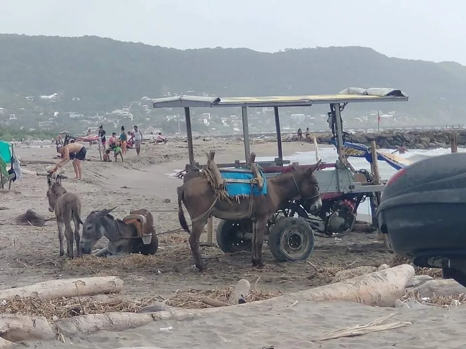 burros playa Puerto Colombia