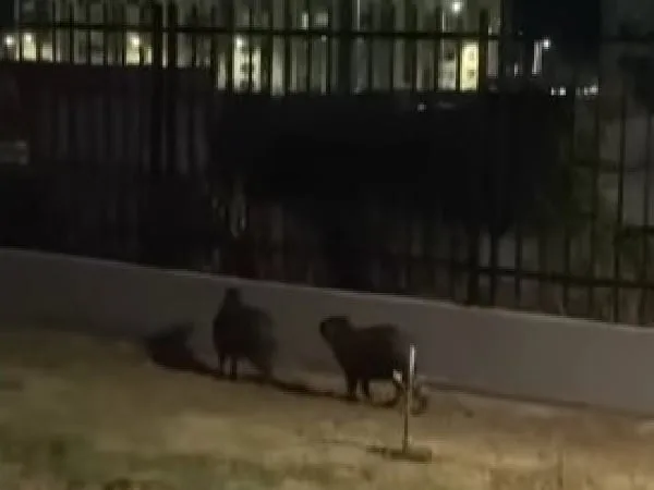 Dos capibaras en conjunto residencial en Barranquilla.
