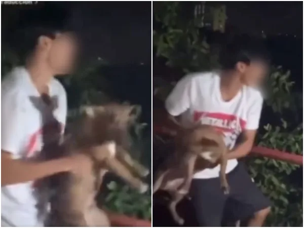 En Cartagena, lanzaron el perro desde un puente para que "aprendiera a nadar" a un perro al agua para que "aprendiera a nadar"