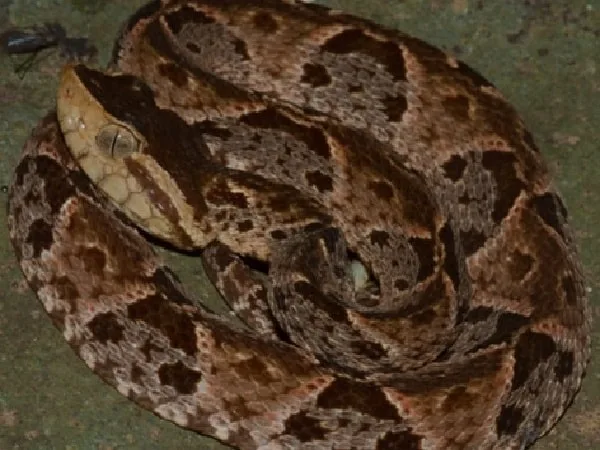 Serpiente mordió a niño en Córdoba.