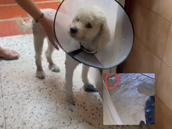 Mujer le echó agua caliente a un perro que se acercó a su puerta, en Barranquilla