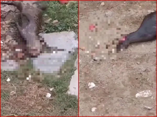 En Valledupar habría atacado a pedradas a una nutria, piden sanciones para los responsables