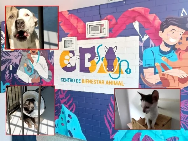 "Adopción consciente, urgencias y protección para los animales : Centro de Bienestar Animal en Cali