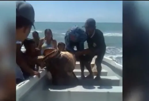 Un mero gigante cazaron en Colombia y piden investigar si es ilegal por especie protegida