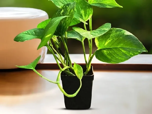 Plantas en el hogar.