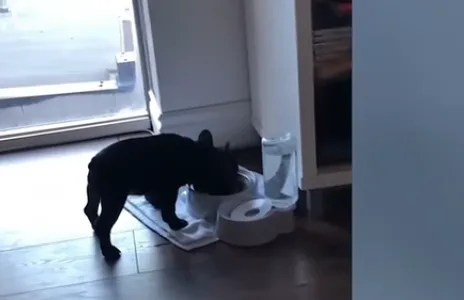 Mascotas en navidad