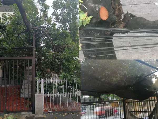 " El árbol esta a punto de derrumbar la casa " La denuncia desde el barrio Panamericano, se puso derechos de petición y no responden