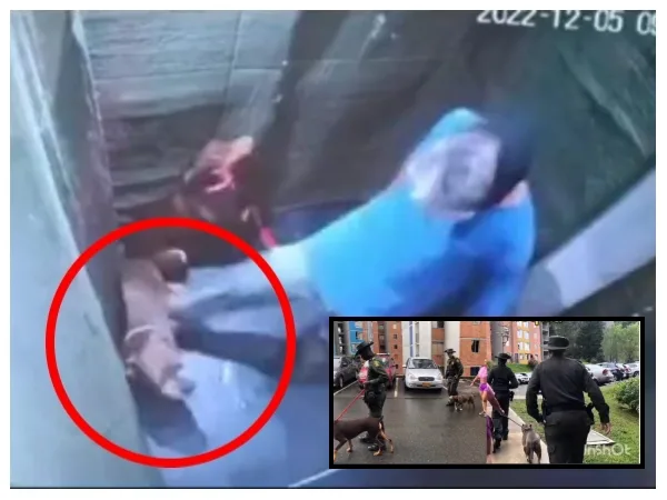 Tuvieron que ir policías a quitarle los perros, la cámara del ascensor lo grabó dándoles correazos y patadas